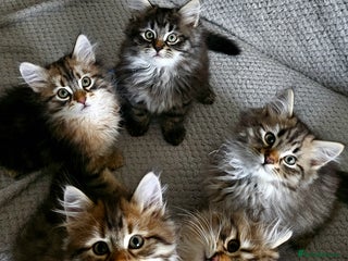 Siberian cats Pedigree Siberian Kittens from Loving Home - Advert 1