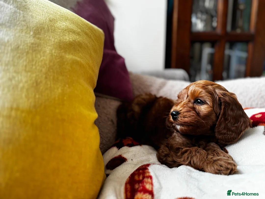 Cockapoo dogs for sale: RESERVED: Beautiful Red mini cockapoo girl  - Advert 2