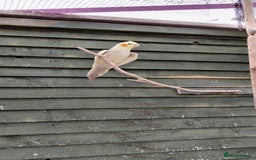 Cockatiels birds for sale: Young cockatiels for sale  - Image 1