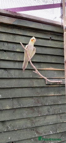 Cockatiels birds - Advert 8