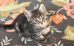 British Shorthair cats for sale: Three full tabby kittens and one black kitten - Image 5