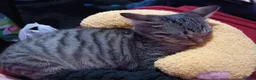 Mixed Breed cats for sale: female grey tabby kitten  - Advert 4