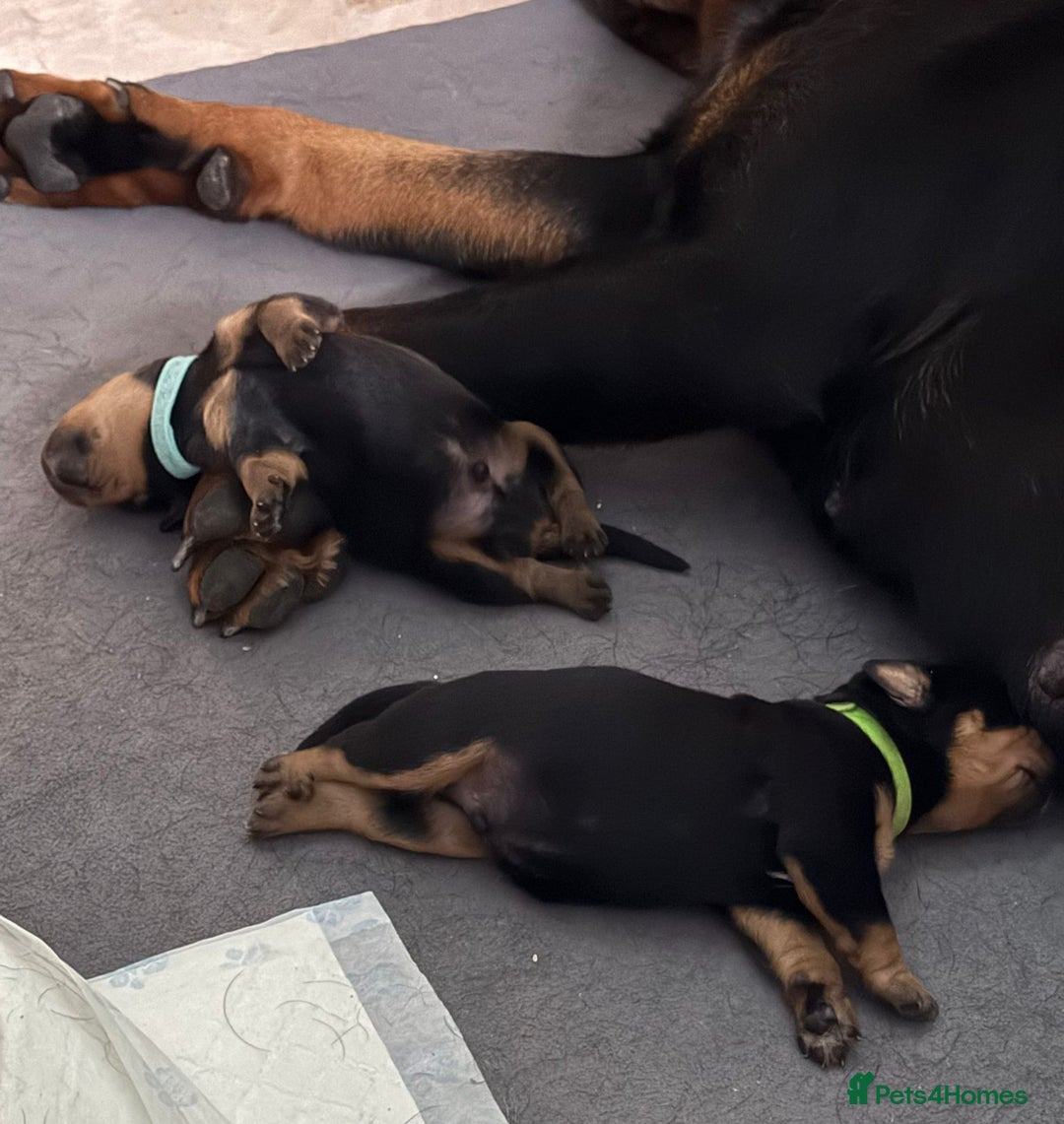 Rottweiler dogs for sale: Rottweiler puppies - Image 2