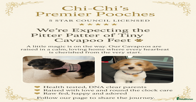 Cavapoo dogs - Advert 7