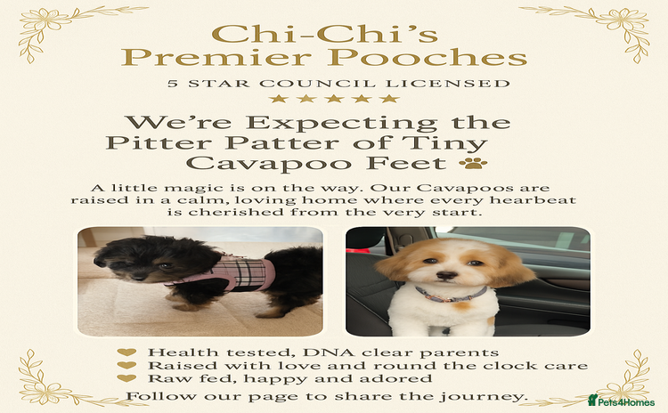 Cavapoo dogs - Advert 11