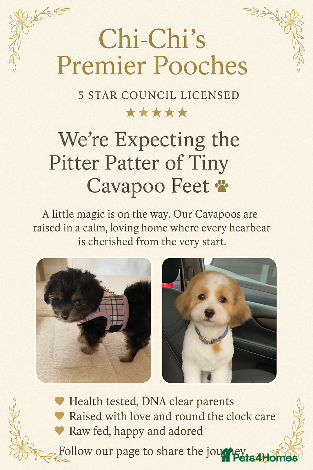 Cavapoo dogs for sale: Toy cavapoo WAITING LIST now open - Image 3
