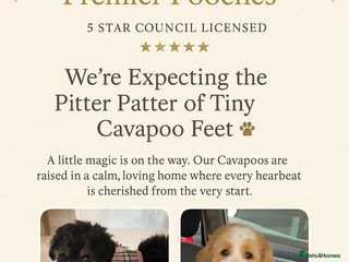 Cavapoo dogs - Advert 6