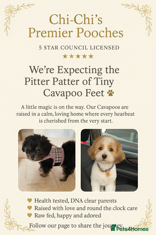Cavapoo dogs - Advert 5