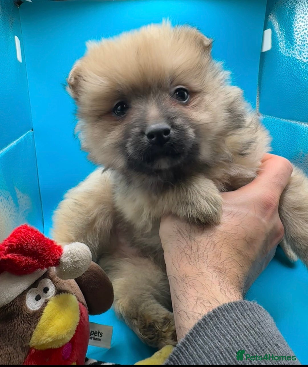 Pomeranian dogs for sale: 6 Adorable Mini/Tiny/ Fluffy Pomeranian Puppies  - Advert 24