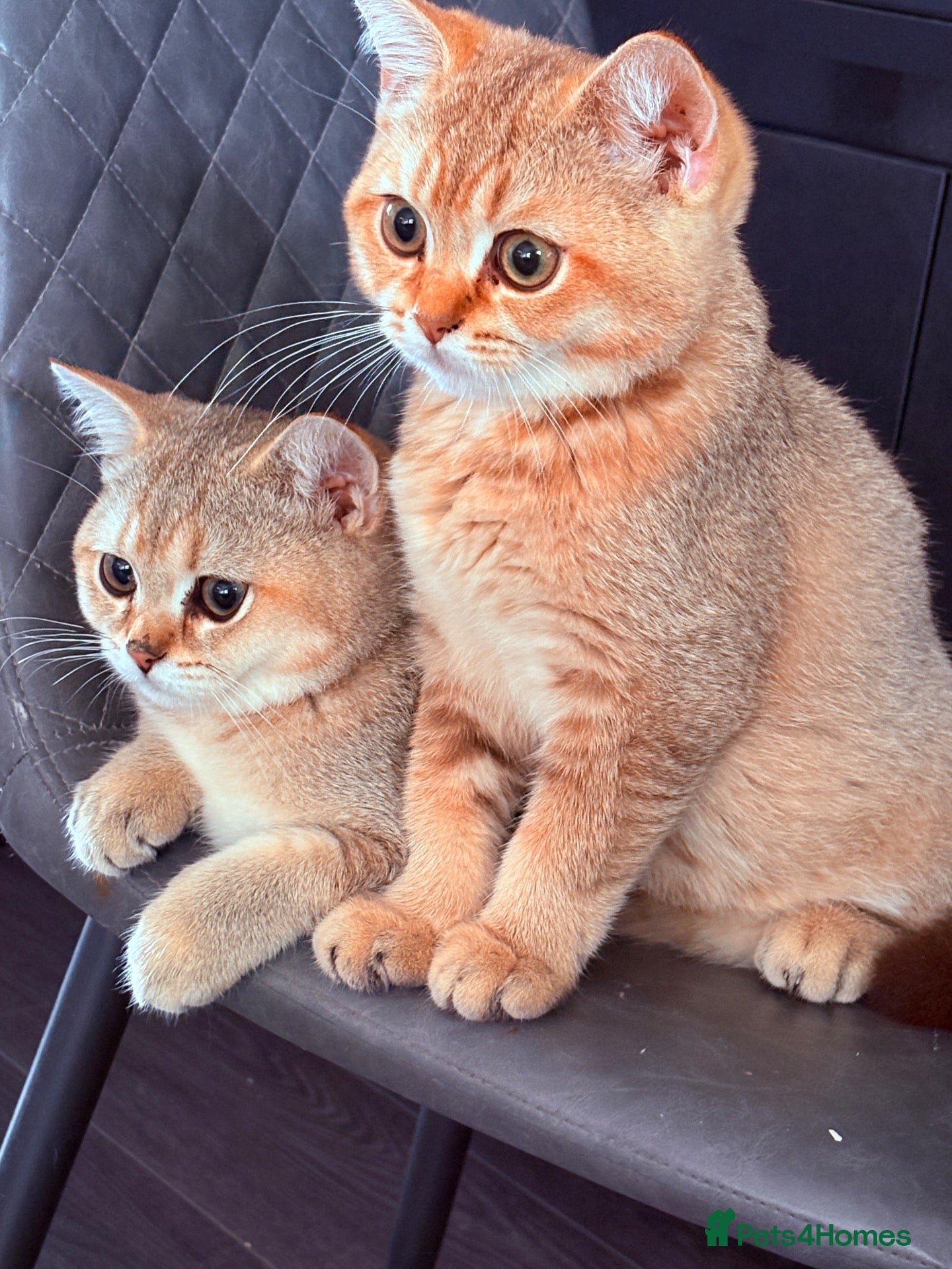 British Shorthair cats Ready Now /GCCF Golden BSH Kittens  - Advert 1