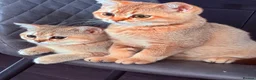 British Shorthair cats for sale: Ready Now /GCCF Golden BSH Kittens  - Advert 8