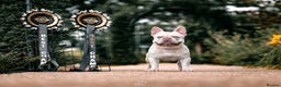 French Bulldog dogs for stud: Frenchie stud champion Flava  in Kings Langley - Advert 19