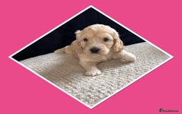 Mini Goldendoodle dogs for sale: Beautiful Family Raised F1 Mini Golden-doodles  - Image 8