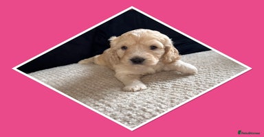 Mini Goldendoodle dogs - Advert 16