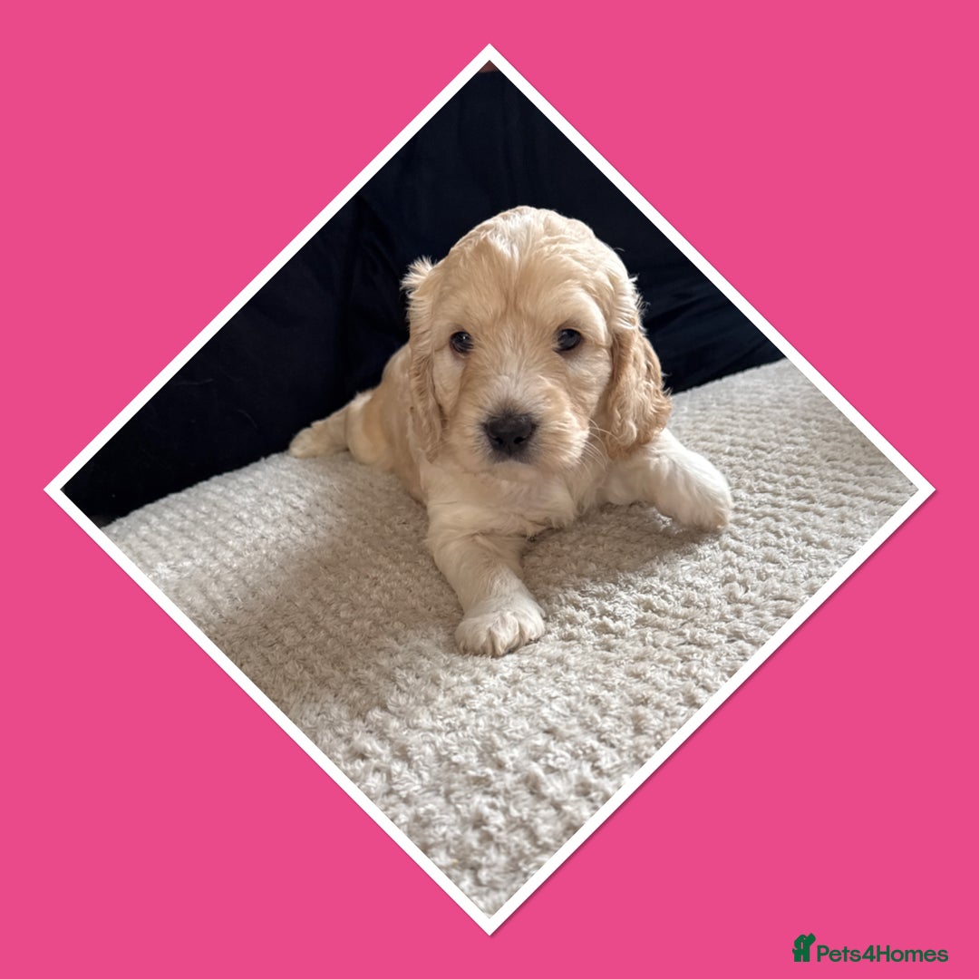 Mini Goldendoodle dogs for sale: Beautiful Family Raised F1 Mini Golden-doodles  - Image 8