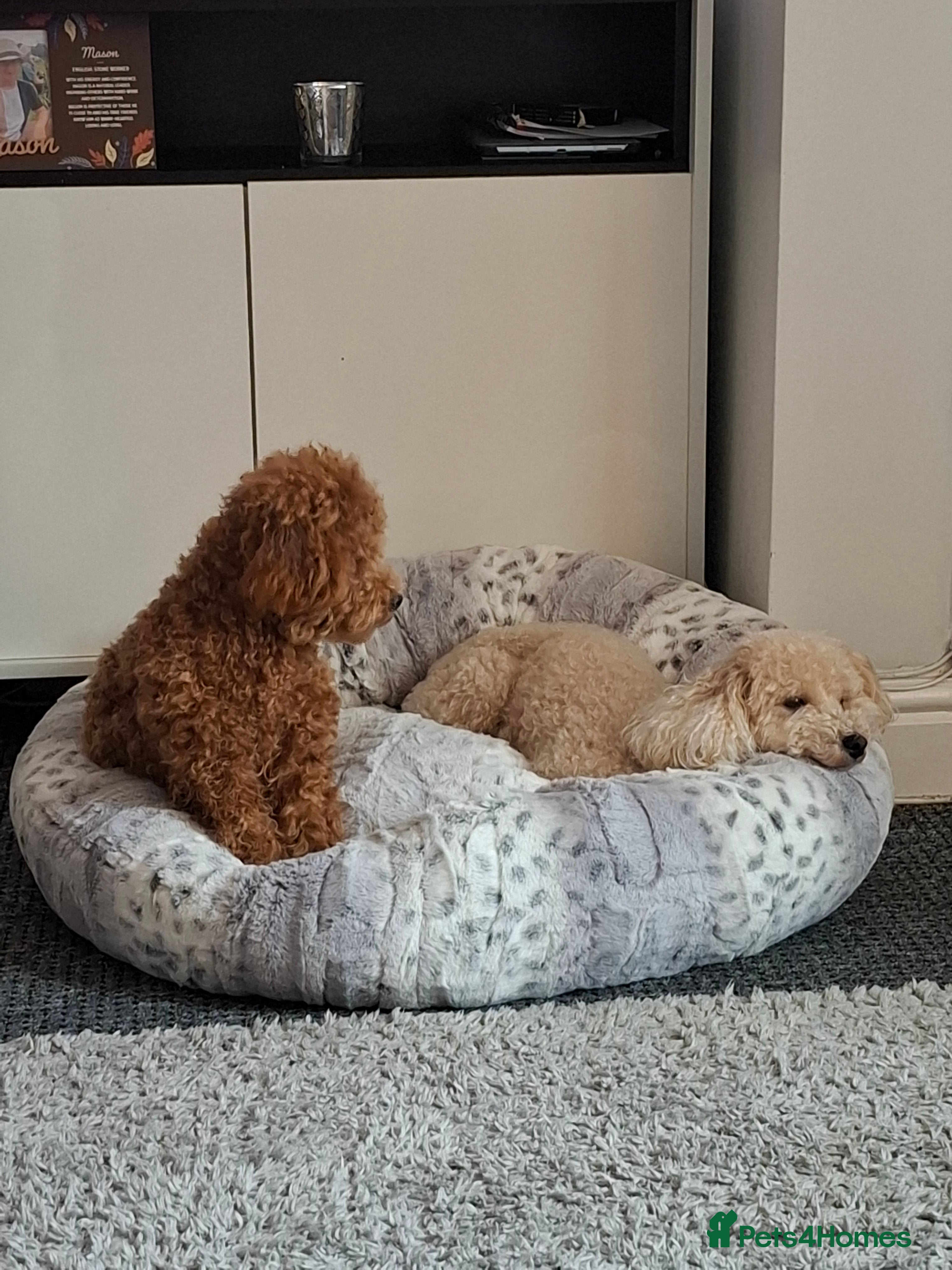 Poochon dogs F1b Apricot Poochon - Advert 12