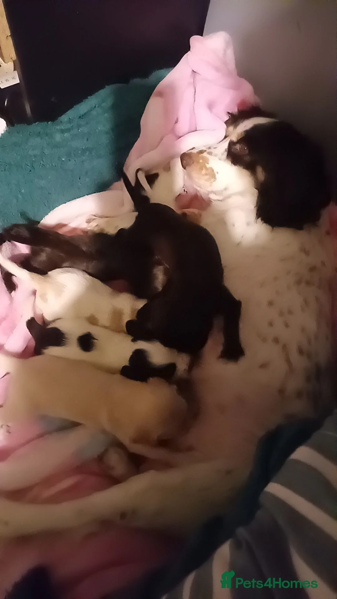 Cocker Spaniel dogs for sale: 5 stunning cocker spaniels  in Bristol - Advert 1