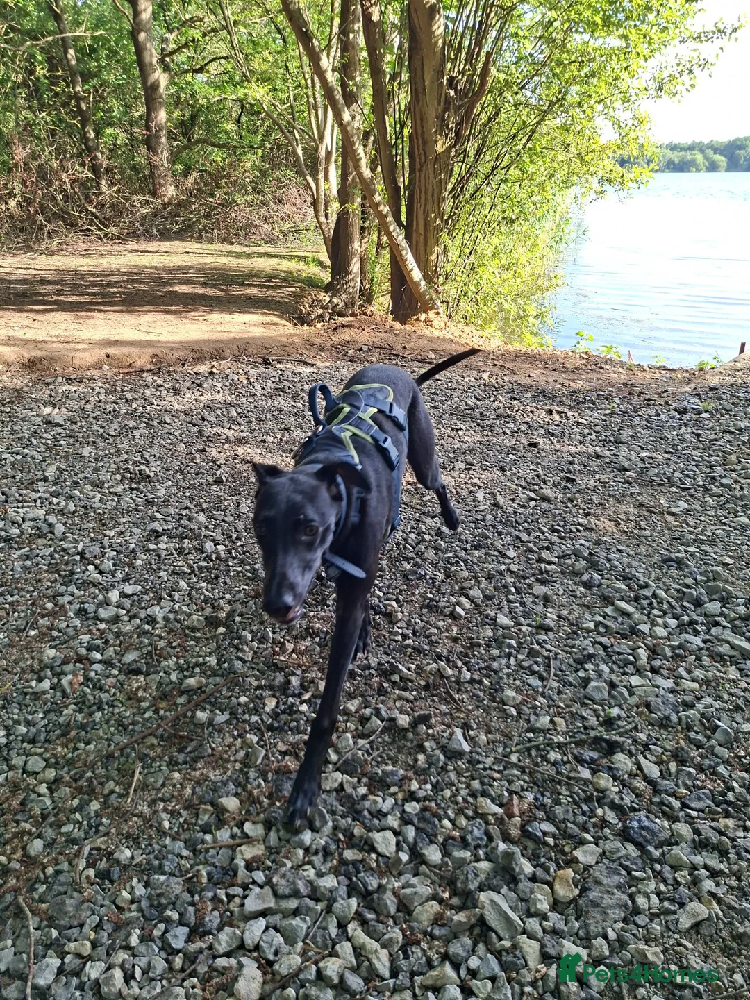 Mixed Breed dogs for sale: Shadow  - Advert 2