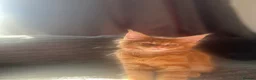 Maine Coon cats for sale: READY NOW!, mainecoon kittens - Advert 8