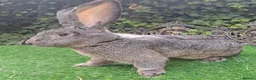 Continental Giant rabbits for sale: Super Stars  Stud Service -Beautiful PROVEN Bucks  - Advert 6