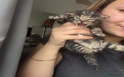 Mixed Breed cats for sale: *ONE LEFT* Beautiful long hair kittens - Advert 16