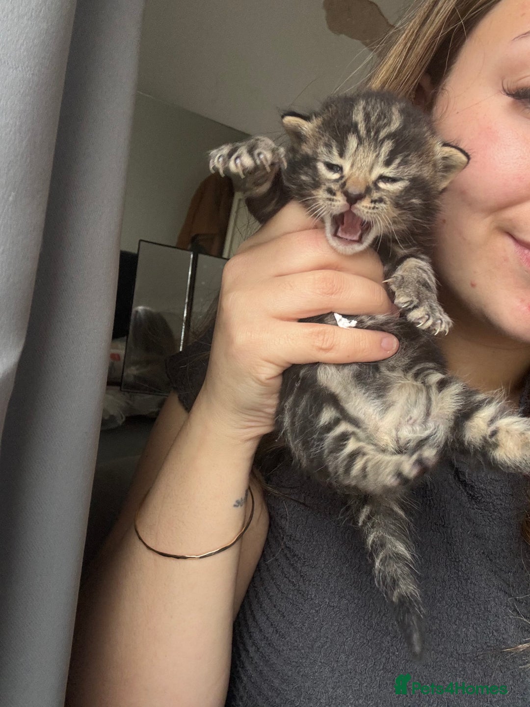 Mixed Breed cats for sale: *ONE LEFT* Beautiful long hair kittens - Advert 16