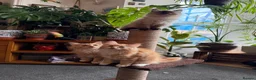Mixed Breed cats for sale: Kittens for the best homes - Advert 11