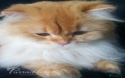 British Longhair cats for sale: Chocolate Golden Shaded British Longhair kitten - Image 3