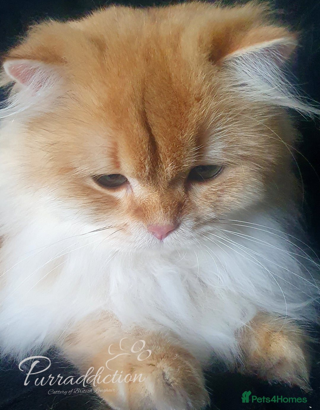 British Longhair cats for sale: Chocolate Golden Shaded British Longhair kitten - Image 3