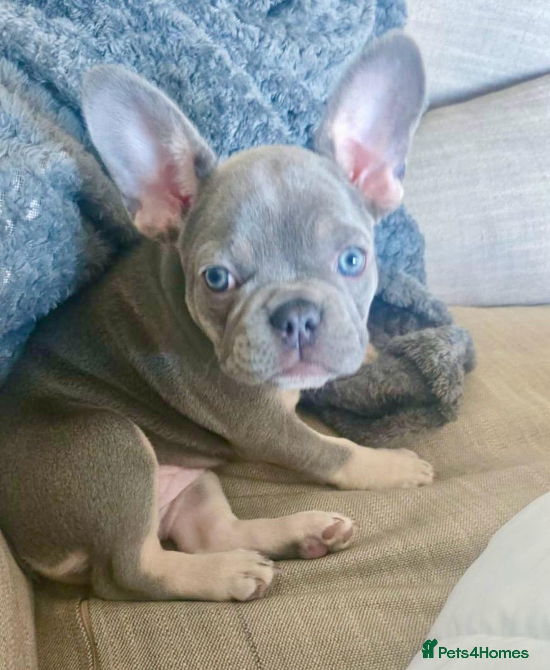 French Bulldog dogs for sale: 7 Month Old Female French Bulldog For Sale - Advert 7