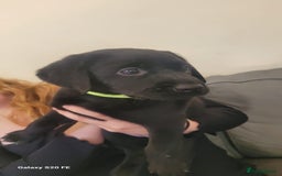 Labrador Retriever dogs for sale: Beautiful black Labrador puppies  - Image 3