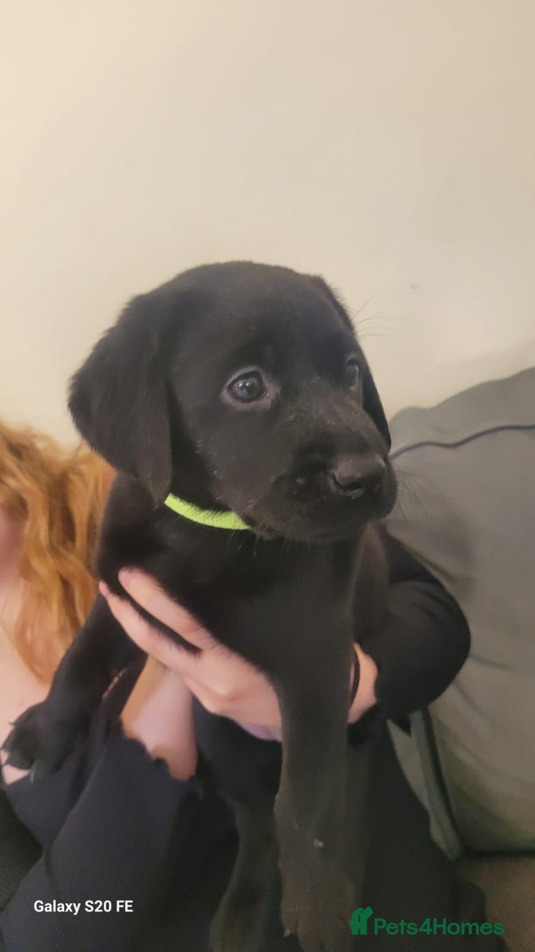 Labrador Retriever dogs for sale: Beautiful black Labrador puppies  - Image 3