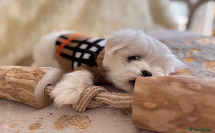 Maltese dogs - Advert 1