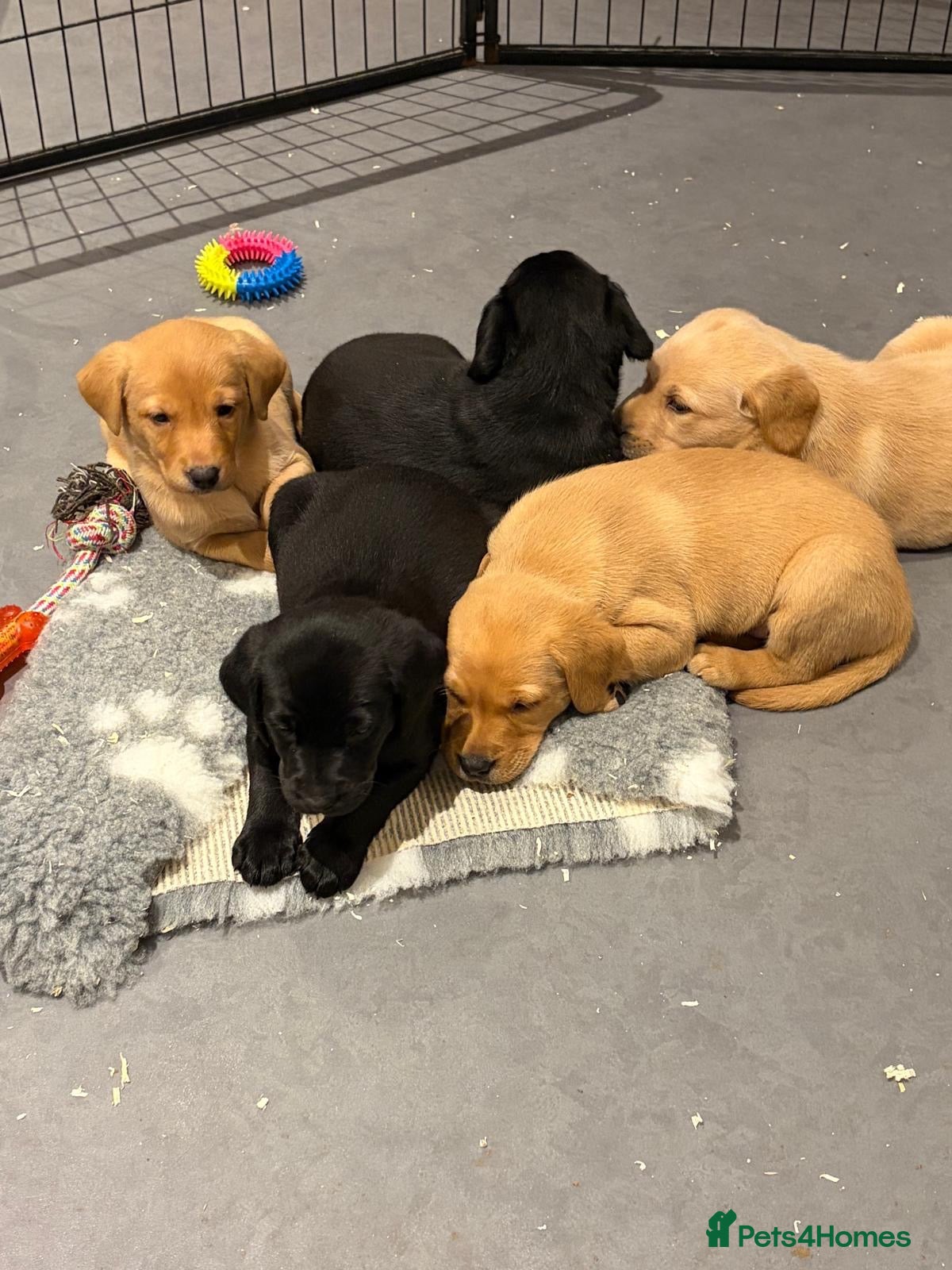 Labrador Retriever dogs KC REG Yellow/fox red and Black Labrador puppies  - Advert 1