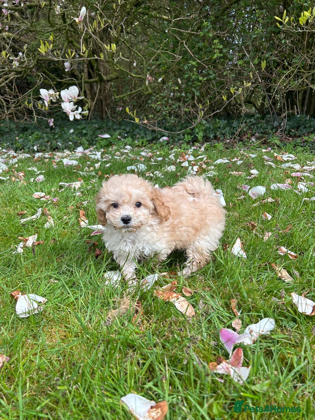 Poochon dogs Outstanding F1 Poochon puppies - Advert 10