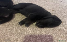 Mixed Breed dogs for sale: Huskadors/labskys - Image 7