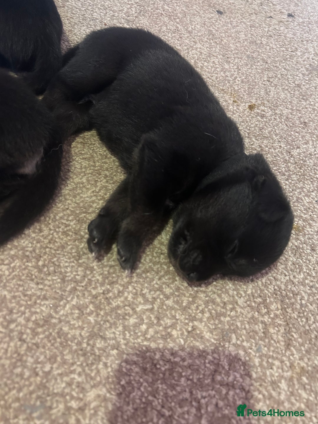 Mixed Breed dogs for sale: Huskadors/labskys - Image 7