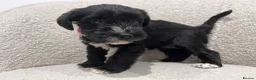 Miniature Schnauzer dogs for sale: Stunning KC reg black miniature schnauzer puppies - Advert 22