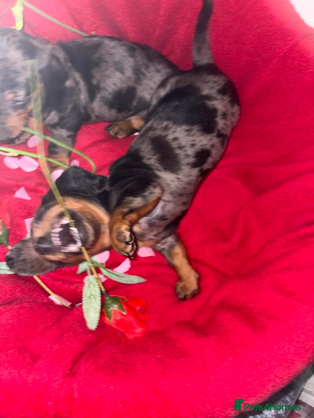 Dachshund dogs for sale: Beautiful dachshund puppy  - Advert 6