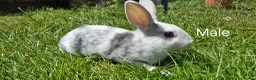 Rex rabbits for sale: 2 Litters of Mini rex different colours and sex - Advert 7