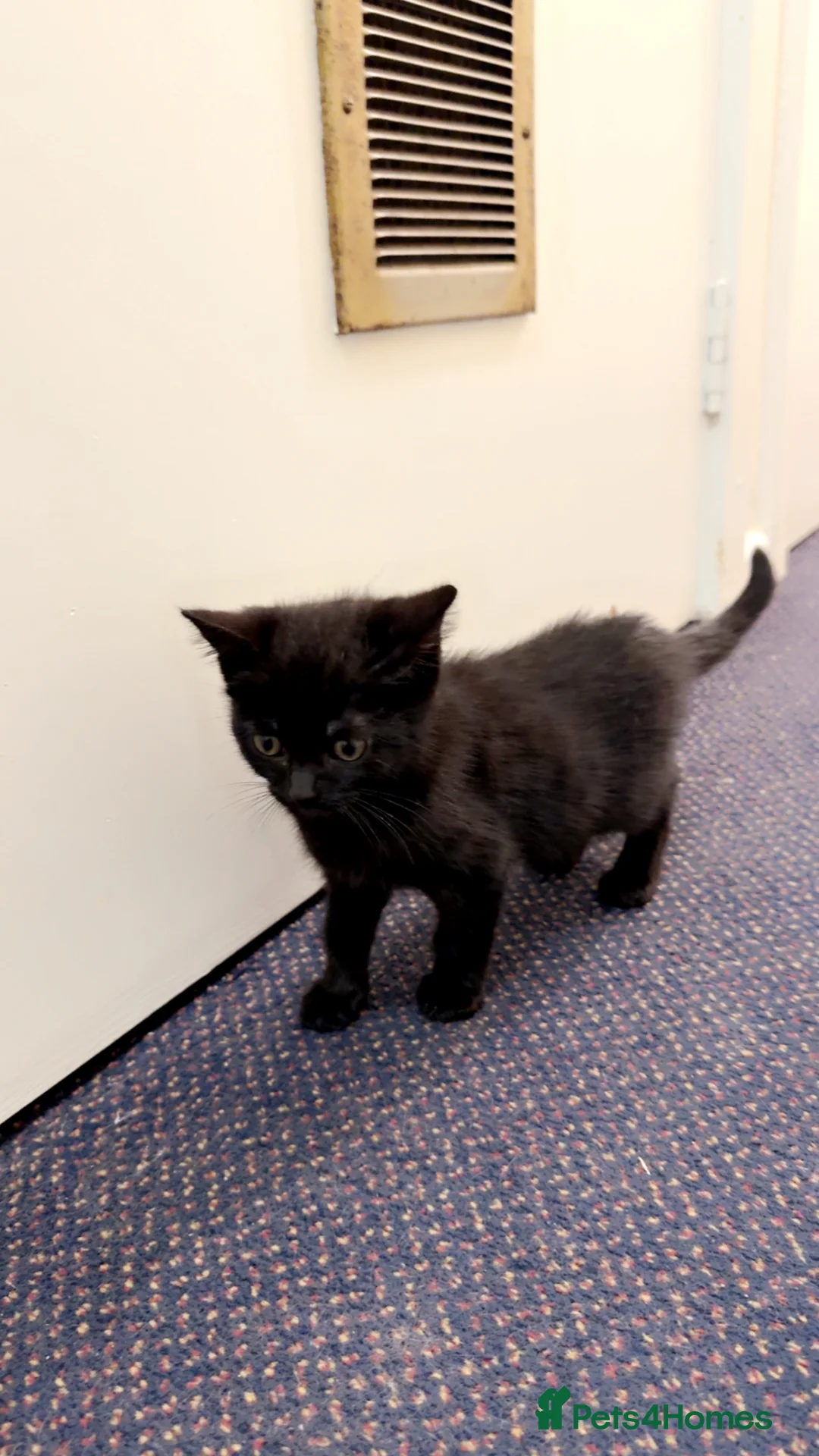 Mixed Breed cats for sale: British short hair cross in Bradford - Advert 2