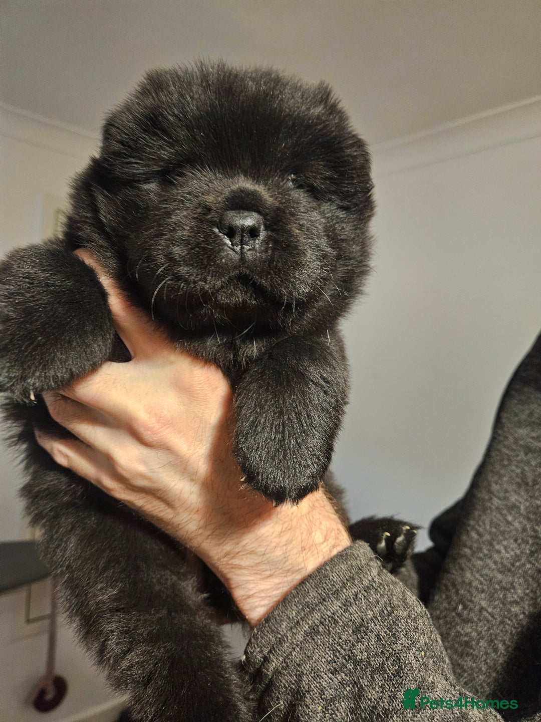Chow Chow dogs for sale: Chow chow puppies  - Image 11