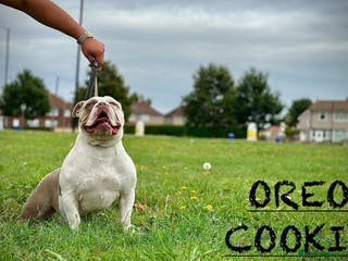 American Bully dogs Lowing home wanted for Oreo - female pocket bully - Advert 12
