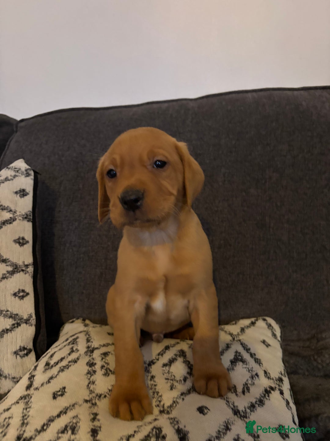 Labrador Retriever dogs for sale: KC registered Labrador retriever pups - Advert 24