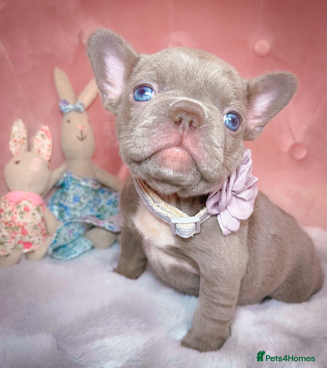 French Bulldog dogs for sale: 🌸Isabella,Rojo,Lilac,Blue,Chocolate🌸 - Advert 14