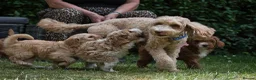 Australian Labradoodle dogs for sale: F1 Cockapoo x Australian Labradoodle Pups 🐾 - Advert 16