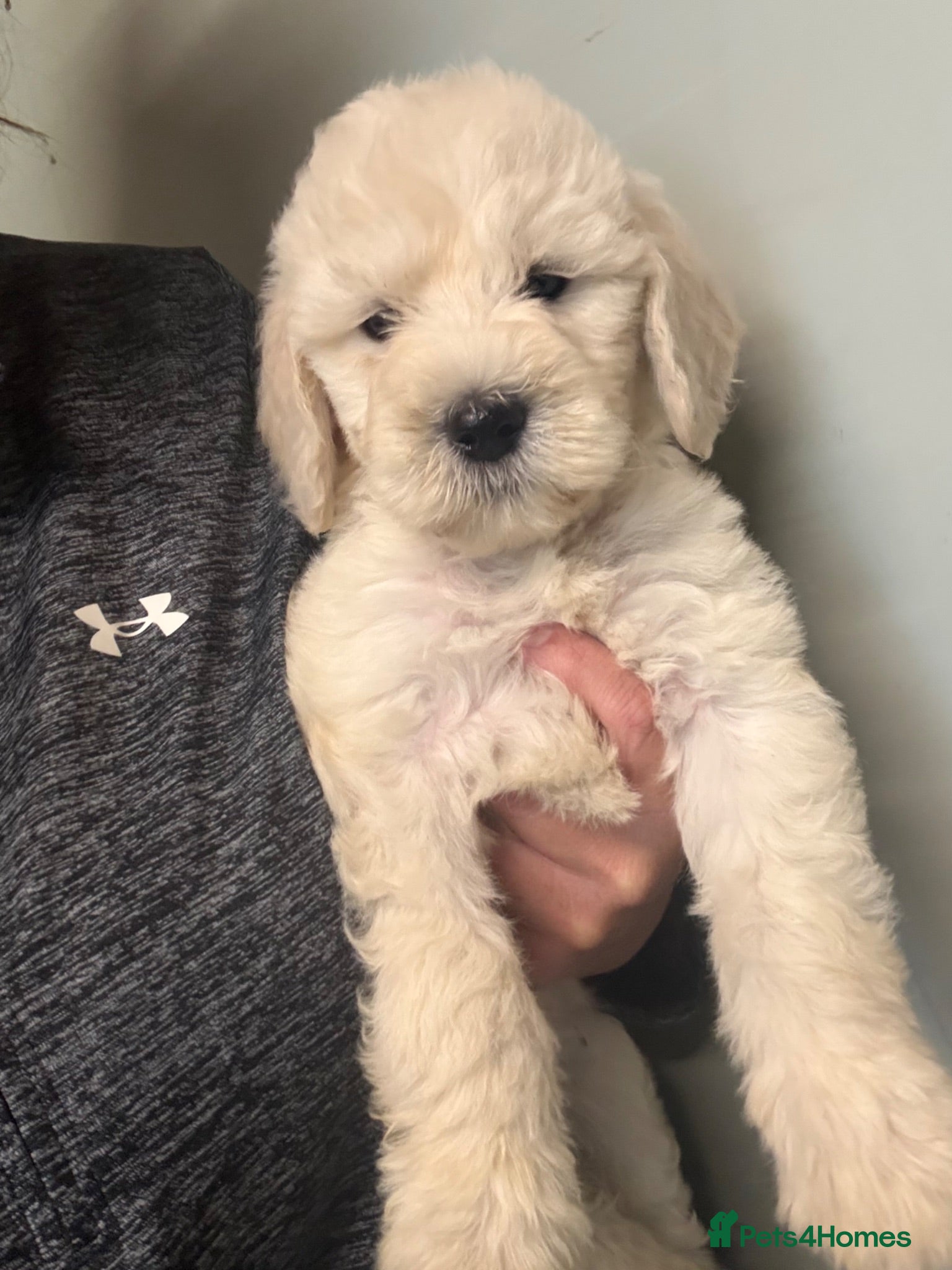 Goldendoodle dogs Goldendoodle puppies 2 girls available  - Advert 1