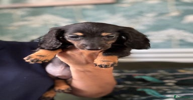 Dachshund dogs - Advert 5