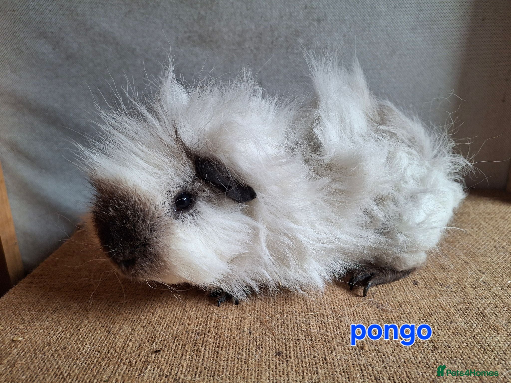 Guinea Pig rodents Lunkarya  - Advert 2