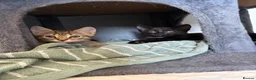 Russian Blue cats for sale: Russian blue x domestic kittens - Advert 9